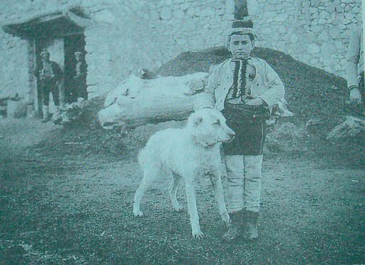 La plus ancienne photo de chien de troupeaux